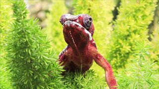 BEAUTIFUL WILD LIFE 8
