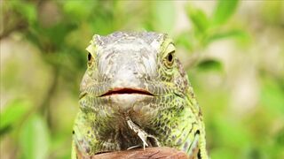 BEAUTIFUL WILD LIFE 10