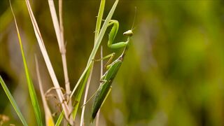 BEAUTIFUL WILD LIFE 13