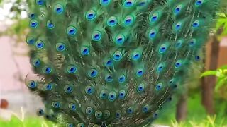 Some beauties deserve to be watched in slow motio
