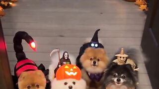 Halloween dog