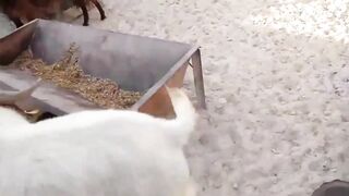 Funniest Goat Ever