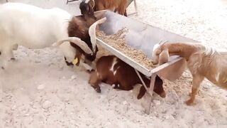 Crazy Goat Stunts 2