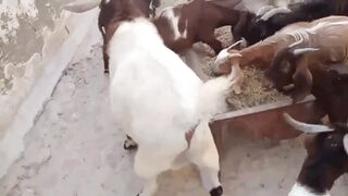 Funniest Animal Videos 4