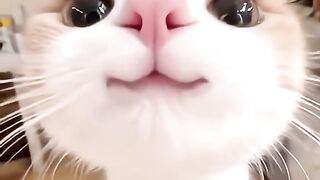 😂 Cute Cat, BIG Trouble! 🐱💥 The Funniest Kitten Adventure Ever! 2