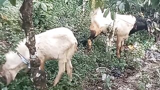 Ternak kambing