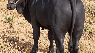 Boi cigano, é um animal destemido, muito bonito.