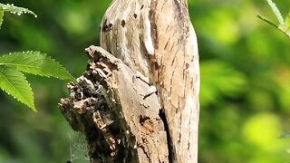Amazing birds 6