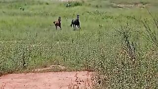 Pérola & Safira