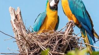 Arara azul