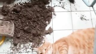 cat funny 9