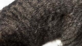 cat halo cat