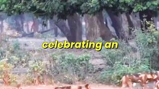 25 African wild dogs spotted in Zambia