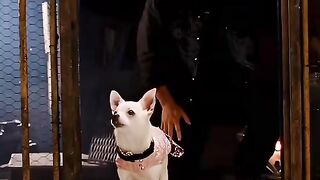 من الحياة الفاخرة إلى الشارع بين الذئاب… هل تنجو الكلبة الصغيرة؟ 😨🐶