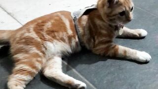 Ngasuh si cibul