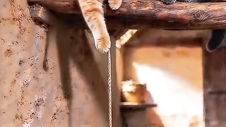 Kucing vs tikus 2