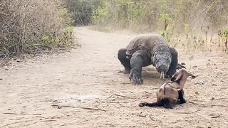 The reality of the wild: Swallow it whole, no mercy!