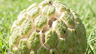 Sugar Apple Growing Real-Time Time-Lapse 🍈 | From Tiny Fruit to Ripe Fruit