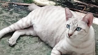 my cat 6