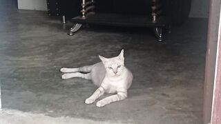 gatekeeper cat