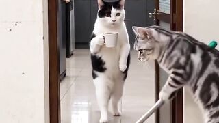 cute cat 84