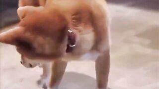 Insting hewan memang nggak pernah salah 🐶🔍