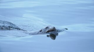 Sea Monster 2