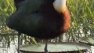Bird walking