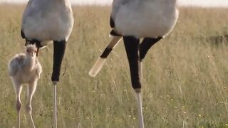 The bird is eating the snake.