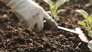 A Peaceful Morning in My Garden 🌱 | Planting Vegetable Seeds Part 2