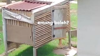 Sibocil sedang bermain didalam kandang asyiknya gaeees 🙋