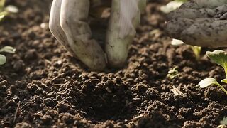 A Peaceful Morning in My Garden 🌱 | Planting Vegetable Seeds Part 3