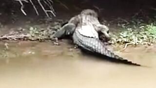 Did you Know theses lesser-known Facts about Caimans?