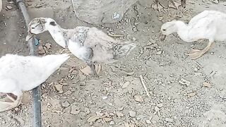 Funny Swan