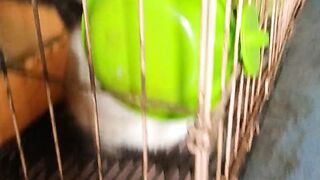 White cat 10