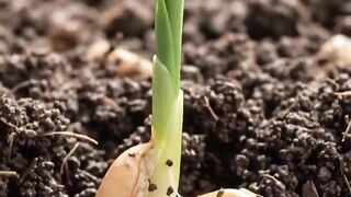 Wheat Growing Real-Time Time-Lapse 🌾 | From Seed to Golden Wheat Field