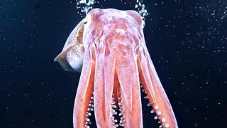 Deep Ocean Mysteries That Will Blow Your Mind