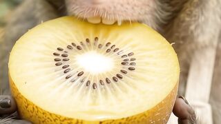 Monyet eating Big kiwi in the world