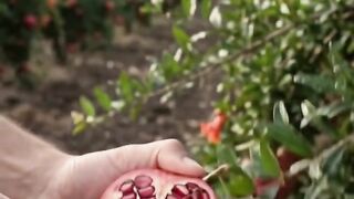 Mangosteen Growing Real-Time Time-Lapse 💜 | From Tiny Fruit to Ripe Purple Mangosteen