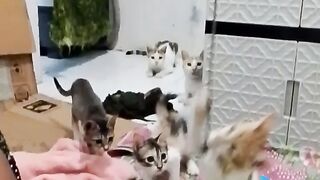 The togetherness of the late Utih with her babies while they were having fun playing.