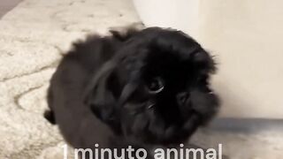 o Shih Tzu