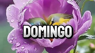 Vídeo que fala sobre domingo