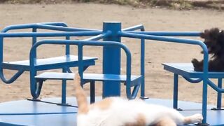 Duo cat