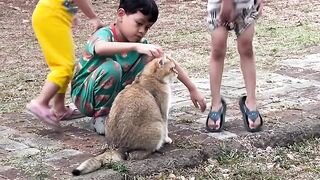 children playing with cats