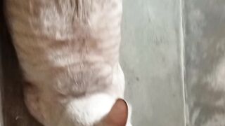 himalayan cat