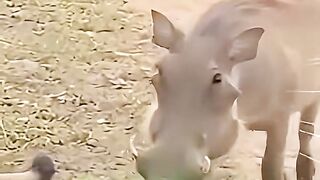 Comédia animal 3