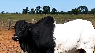 boi cigano