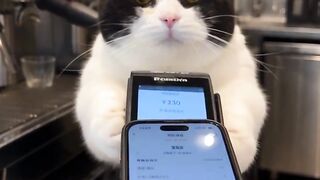 cute cat ai