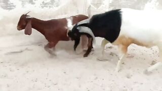 Ultimate Goat Chaos