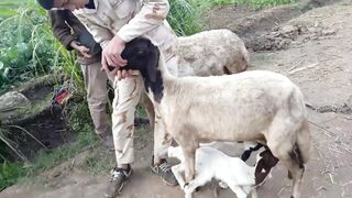 Smartest Goat Ever
